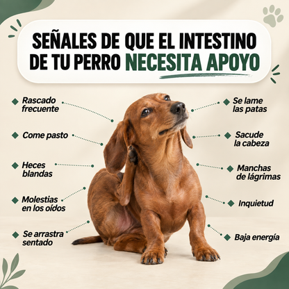 VitalyPet – Devuélvele su tranquilidad