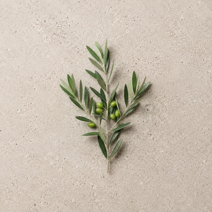 Hoja de olivo